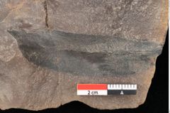Foto (Detailsansicht) von Quercus palaeoilex Ettingshausen (NHMW-GEO-2024-0188-0756)